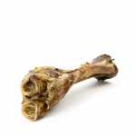 Kalb "Unterbein-Knochen" 