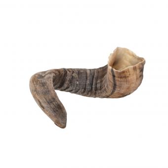 NIVOBA - Lamm Horn, getrocknet 1 Stück 