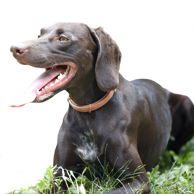 Lico Nature Barf für Hunde in Premium Qualität