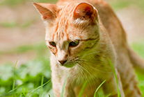 Lico Nature Barf für Katzen